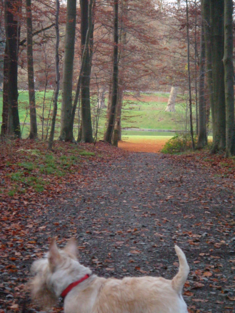 TheDogNanny-Dog-Walking-Cat-Sitting-Brussels-Parc-de-Tervuren-Arc-En-Ciel