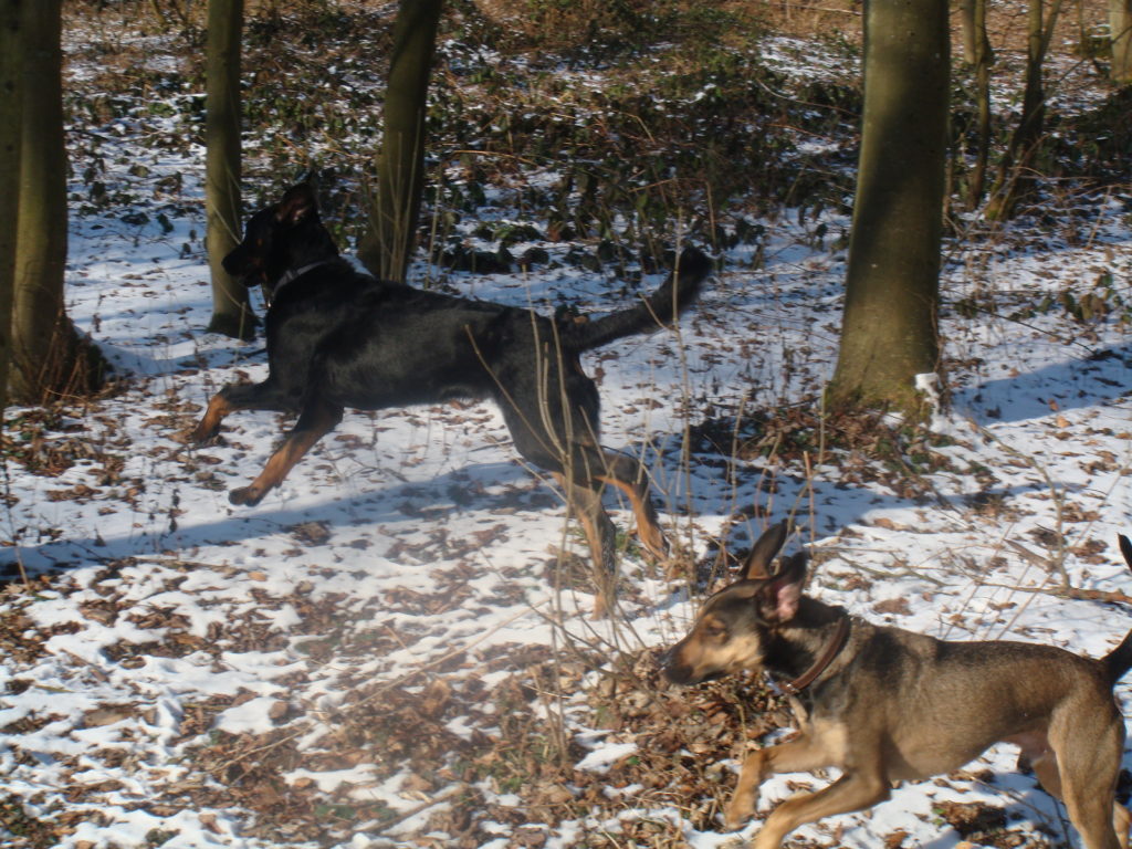dog-walking-dog-nanny-forêt-soignes-promenade-chien