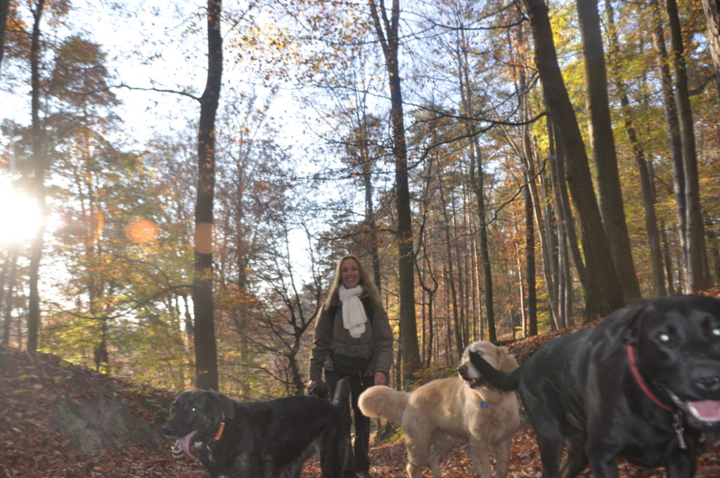 promenade-chien-forêt-soignes-bruxelles-dog-walking-woods-forest-brussels-dog-nanny