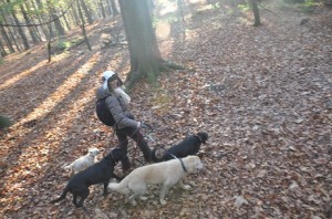The Dog Nanny Doggy Day Care in the woods