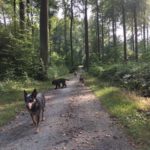 promenade de chiens sur un sentier en forêt