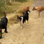 dog-pack